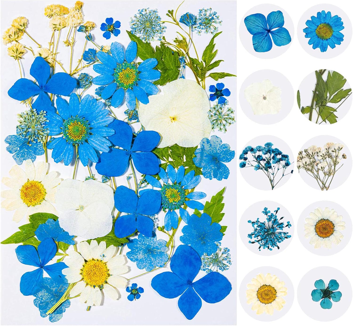 Real Dried Pressed Flowers for Resin Blue Dried Flowers