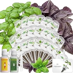 Hydroponics Seed Pod with Genovese Basil & Purple