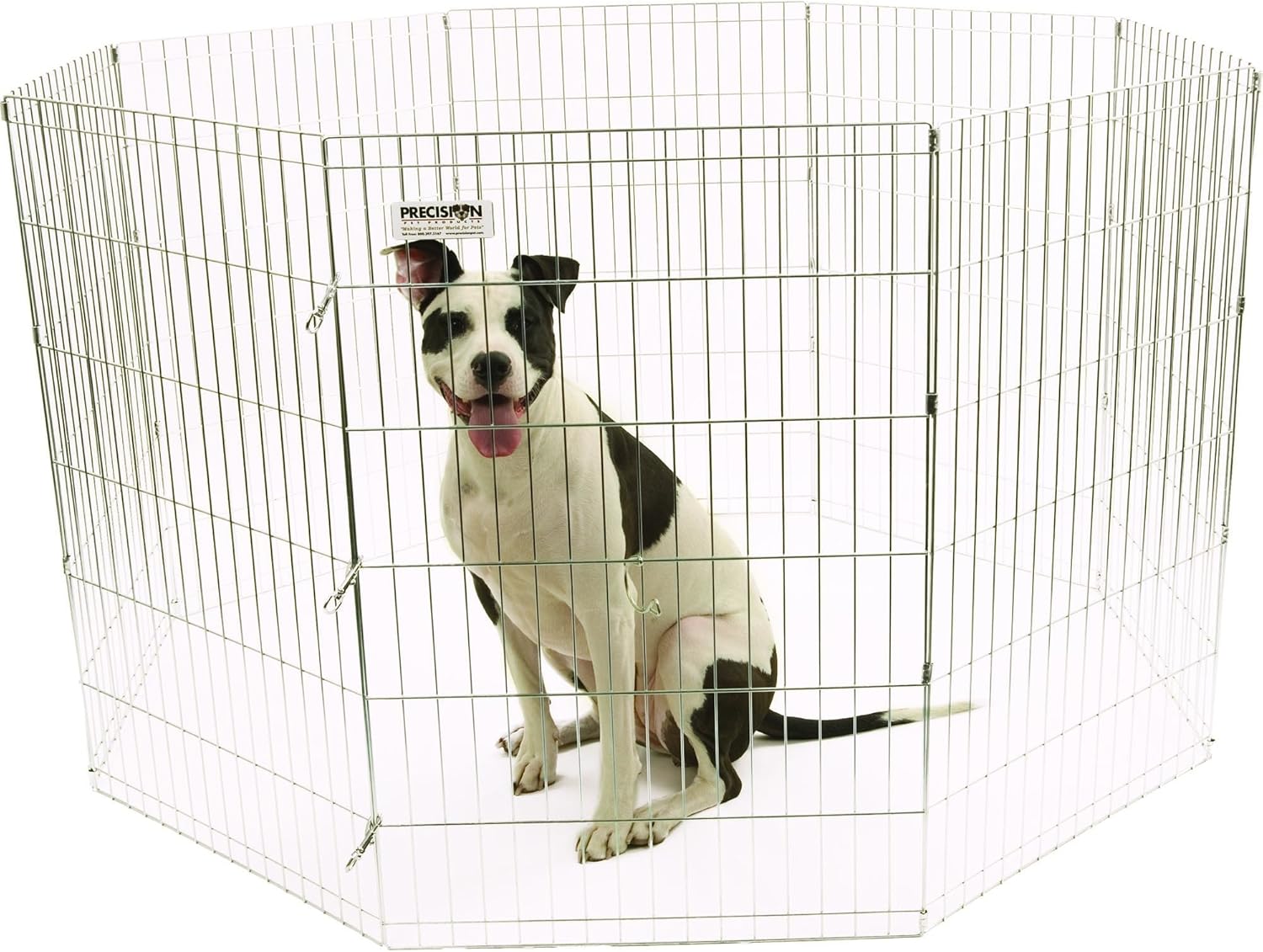 red ticked australian cattle dog