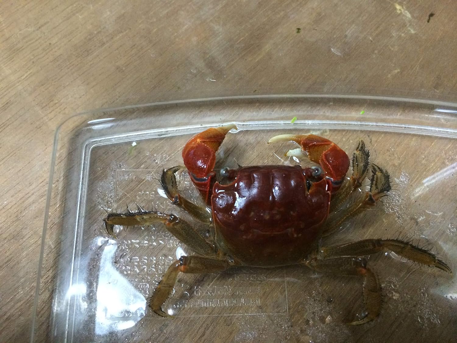アカベンケイガニ 3匹 アクアコレクション 観賞魚 水中生物 通販 Amazon