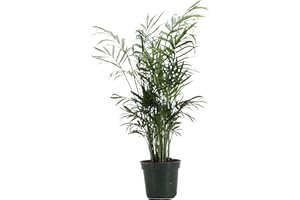 Thorsen's Greenhouse Parlor Palm Plant, Live Indoor Plant, Neanthe Bella Palm, Natural Air Purifier, Easy to Grow, Pet Safe Plant, 4-inch Diameter Pot