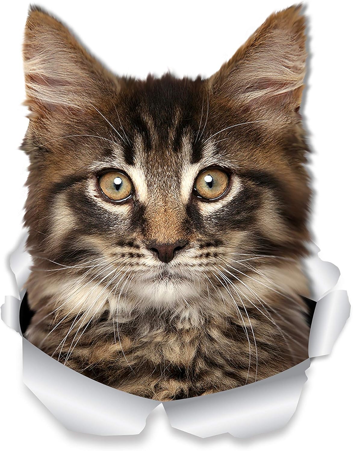 Winston & Bear Maine Coon Cat Wall Decals, 2 Pack, Tabby Maine Coon Kitty Cat Toilet Sticker