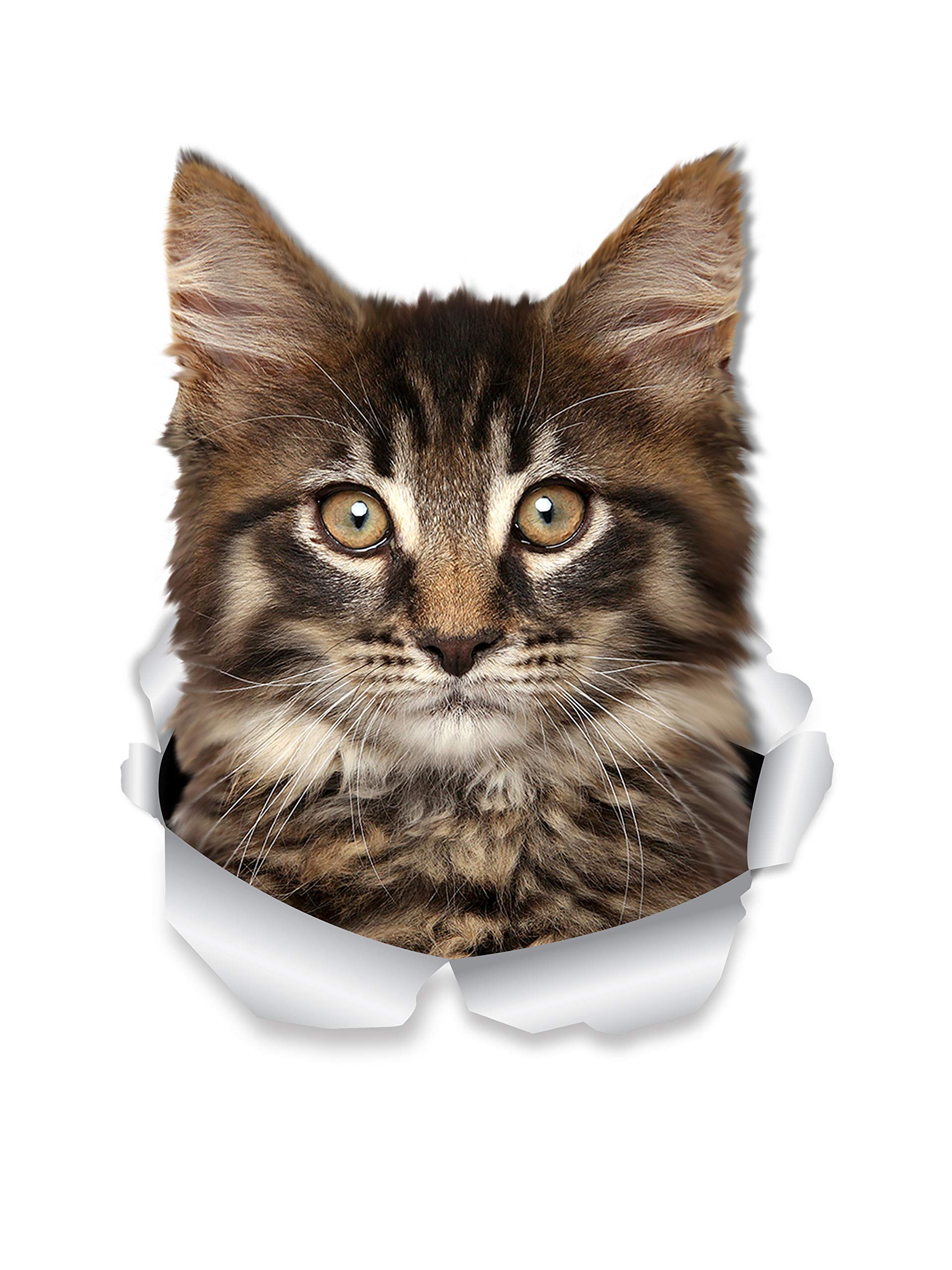 Winston & Bear Maine Coon Cat Wall Decals - 2 Pack - Tabby Maine Coon Kitty Cat Toilet Sticker - 3D Cat Car Window and Bumper Sticker - Retail Packaged Cat Lover Gifts