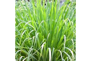 AHYGZWZSYC Lemongrass 4 Live Plants Each 8-12" Tall fully rooted
