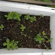 Semillas de hierbas - Ortiga grande/Urtica dioica 1000 semillas ...