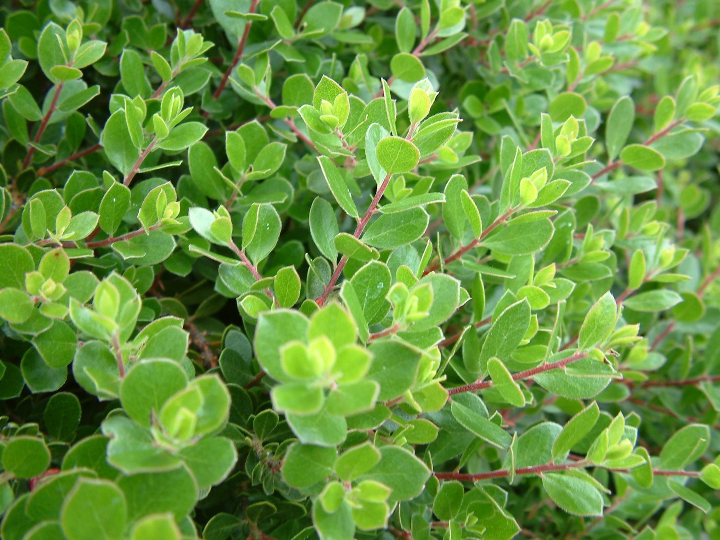 Plants Fruits Tree Herbs Live Tropical House Plants. Live Emerald