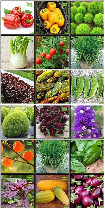 Creative Farmer Gardening Seeds Combo Herb Seeds & Flower Seeds : Kochia, Coleus Rainbow Mixed, Limonium, Amaranthus(Red), Winged Bean(Revathy), Cowpea (Anaswara), Ashwagandha, Lemon Grass, Basil Green Fruit Seeds For Home Garden