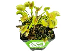 King Henry Venus Fly Trap Live Plant - Dionaea muscipula by Wellspring Gardens - Carnivorous Plant - Indoor Plant - Unique Garden Plant - Starter Plant Aquatic Plant