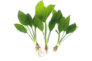 AQUALEAF AQUATICS 3 Aquatic Plants Bundle | Live Plants for Freshwater Aquariums (3 X Amazon Sword Plants)