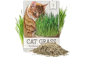 Seed Needs Cat Grass Seeds for Planting 10,000+ Seeds | Arrhenatherum Elatius Easy to Grow Non GMO Untreated | Oat Cat Grass Variety Seeds Great for Indoor Planting | Bulk