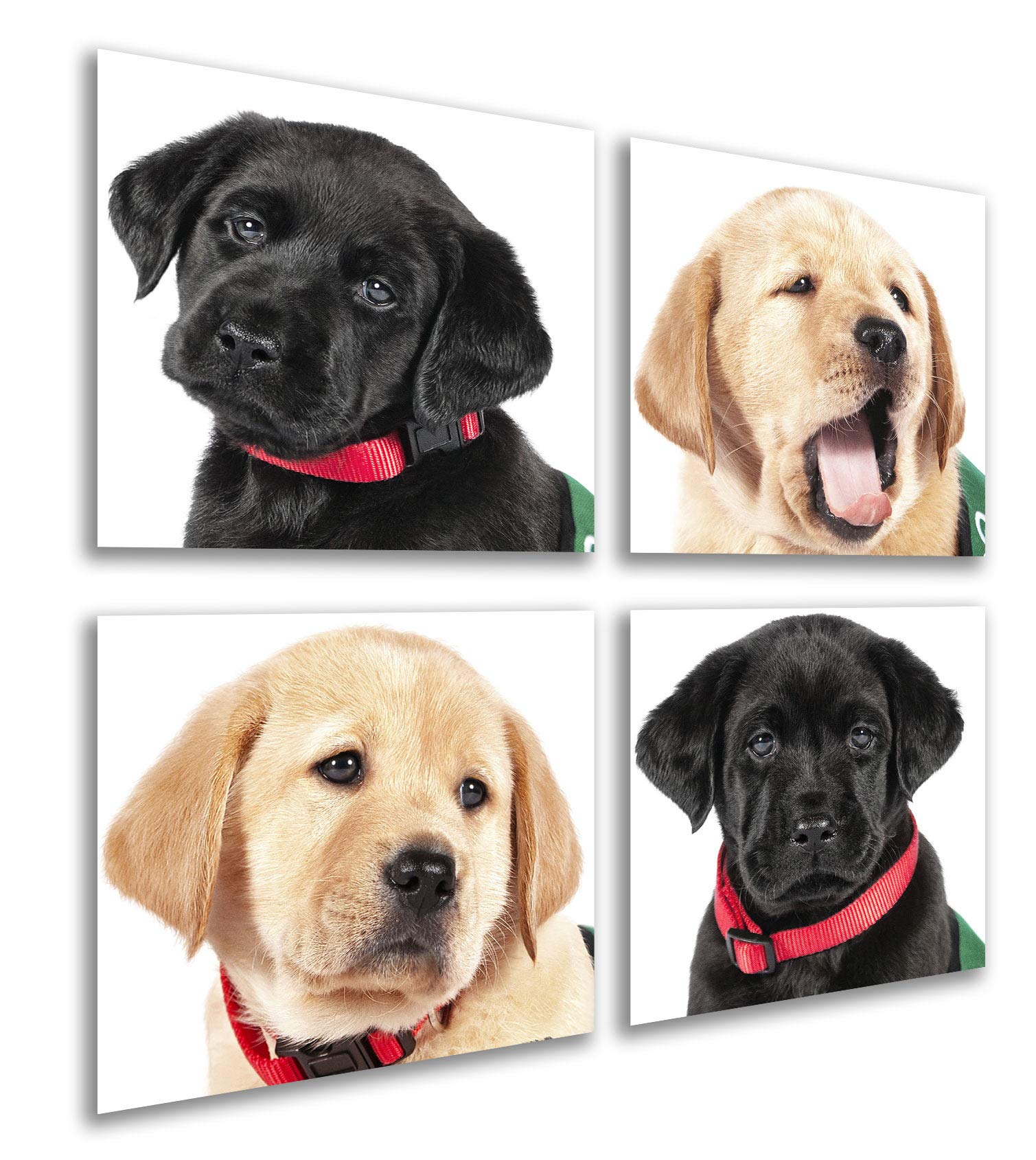 Cuadros Cámara PST27119 Camera Picture, Multicoloured, XXL