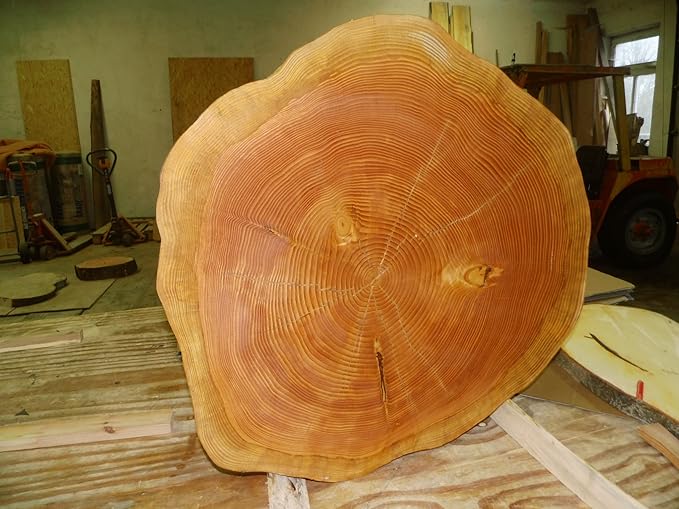 KJR Holzmanufaktur Baumscheibe, Holzscheibe,ca.60x6 cm, basteln, Holz, Douglasie, geschliffen und geölt