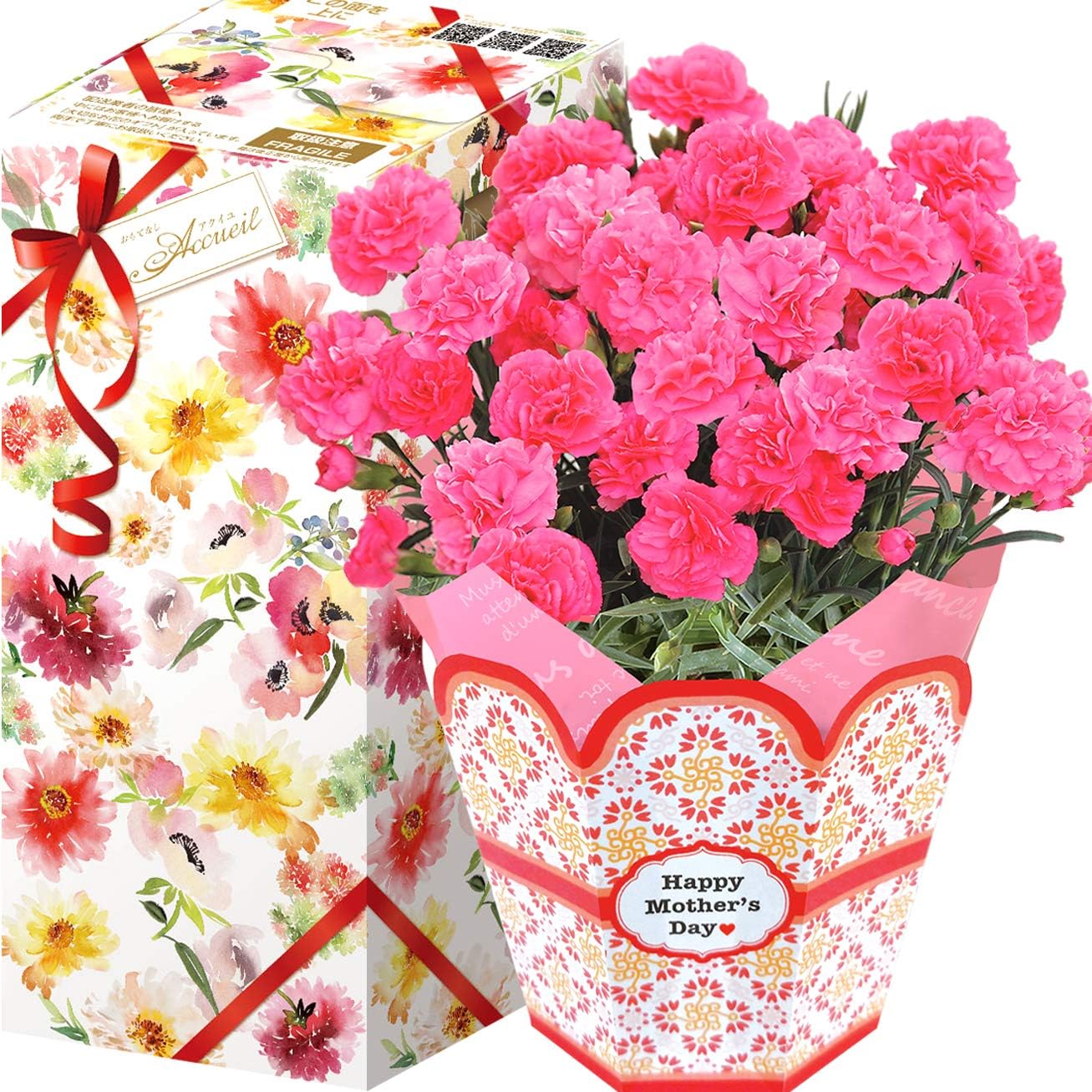 Amazon 花のギフト社 母の日 カーネーション 花鉢 鉢花 鉢植え プレゼント 花 鉢 フラワーギフト 5号鉢 観葉植物 オンライン通販