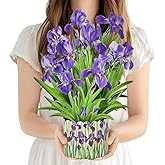 PINELIFE 3D Greeting Cards Pop Up Cards 16" Iris Paper Flower Bouquet Gifts for Women Mom Wife Birthday, Anniversary, Get Well Cards with Note Card & Envelope, Romantic Iris