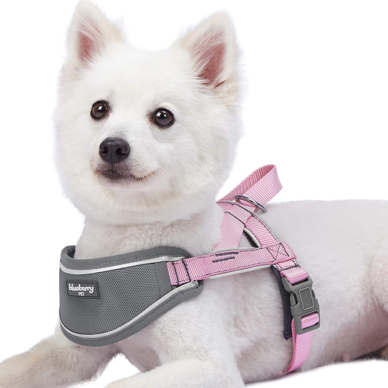 Best car seat for westie