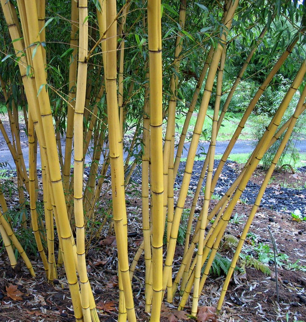 100+ Fresh Chinese Timber Bamboo Seeds with Instructions Phyllostachys Vivax