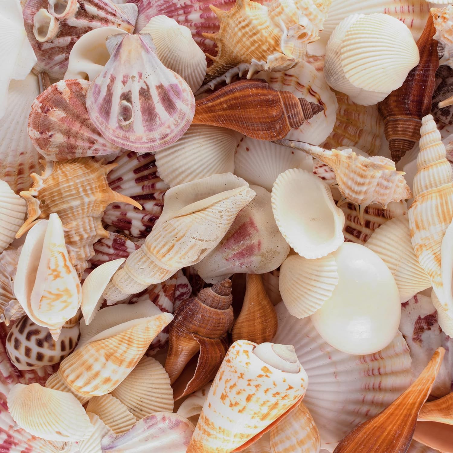 Vase Fillers - Super Z Outlet Sea Shells Mixed Beach Seashells - Various Sizes up to 2