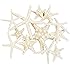 Tumbler Home Set of 12 Mixed White Starfish – Sizes Range From 2 to 3.5 inches to 4 to 5.5 inches Certified- Wedding Sea Shell Craft