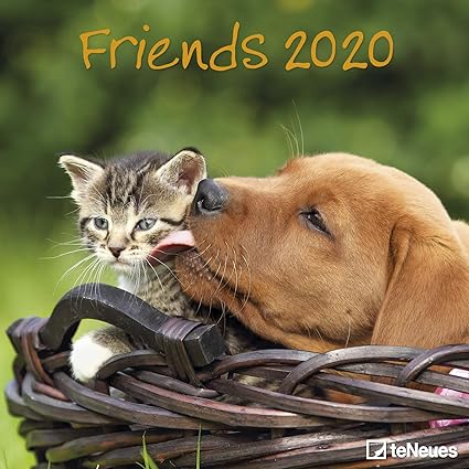 Calendrier 2020 Chien Et Chat Chien Funny Golden