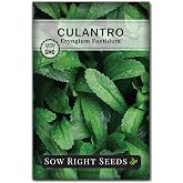 Sow Right Seeds - Culantro Seed for Planting Long Coriander Herb Garden | Plant non-GMO heirloom outdoors or indoor hydroponic gardening for Mexican dishes. Unique Puerto Rican herbs for growing.