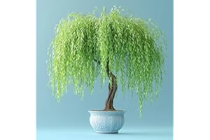 CZ GRAIN All by Grace Willow Bonsai Tree - Thick Trunk Cutting, Fast Growing