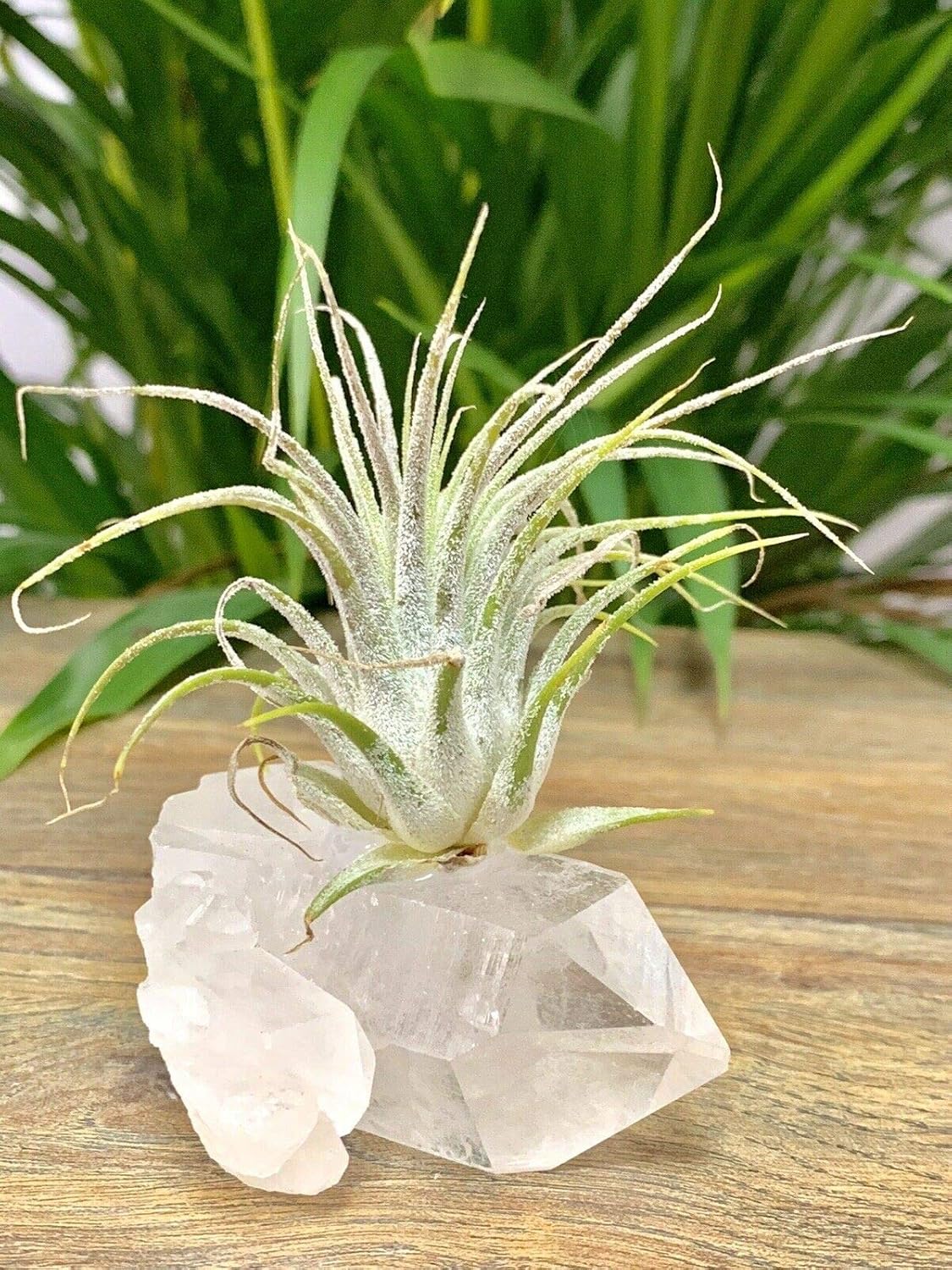 Clear Quartz Air Plant Crystal Tillandsia