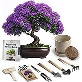 Bonsai Starter Kit – Growing Jacaranda Bonzai Tree | Complete Indoor Tree Kit for Growing Plants with Tools & Planter – Garde