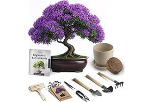 AVERGO Bonsai Starter Kit – Growing Jacaranda Bonzai Tree from Seeds | Complete Indoor Tree Kit for Growing Plants with Tools & Planter – Gardening Gifts for Mother, Women & Men