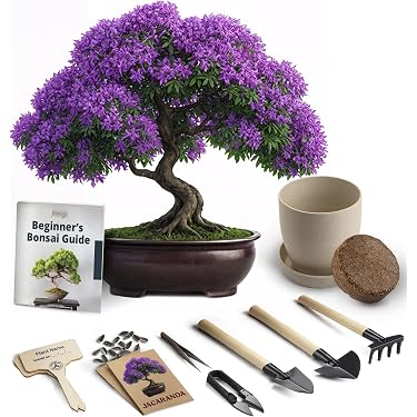 Amazon Best Sellers: Best Indoor Bonsai