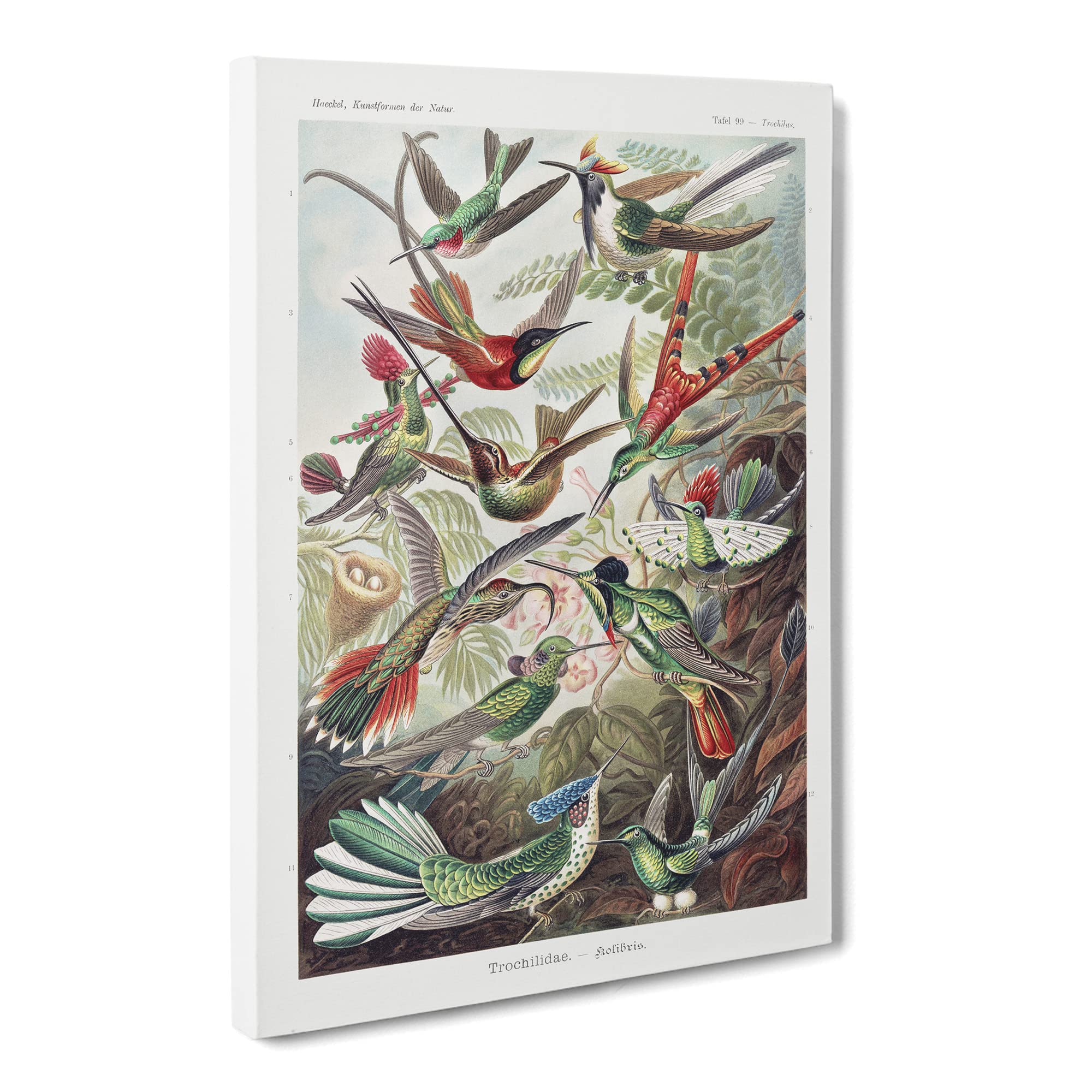 Study Of Kingfisher Birds By Ernst Haeckel Canvas Print | Gallery Wrapped 30mm Frame Wall Art | 20x14 inches | Ready to Hang | Surrealist Bird Picture | Living Room Bedroom Lounge Office
