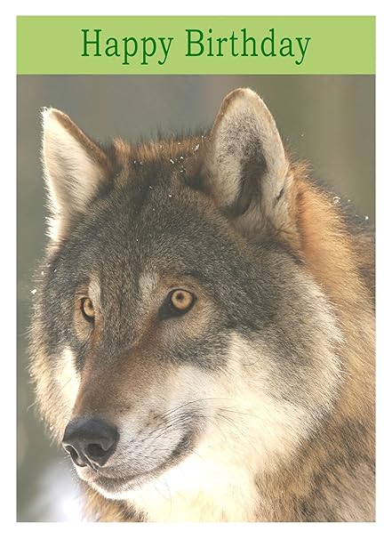 Wolf Birthday Card Amazon Co Uk Office Products
