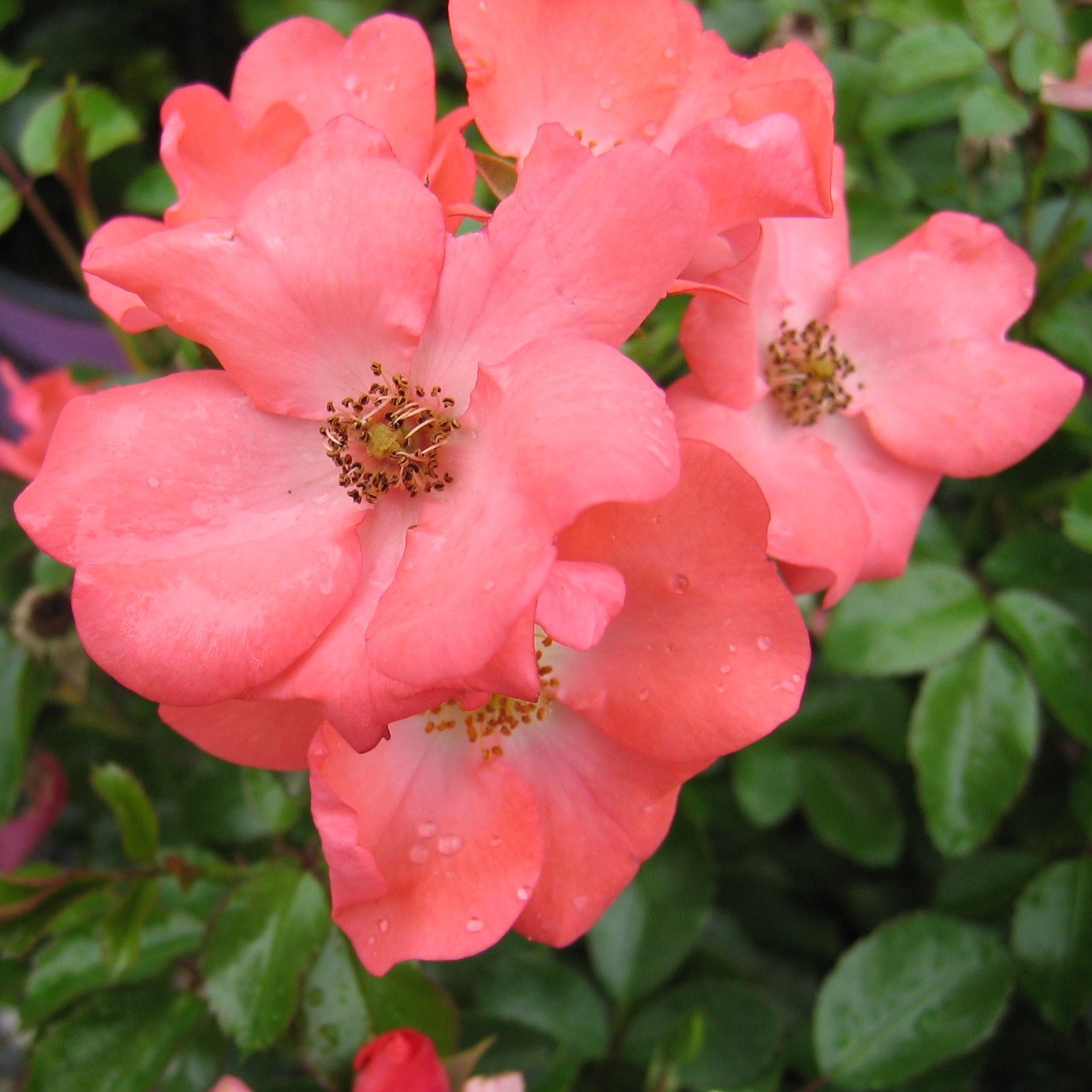 Rosas de alfombra de flores: Amazon.es: Jardín