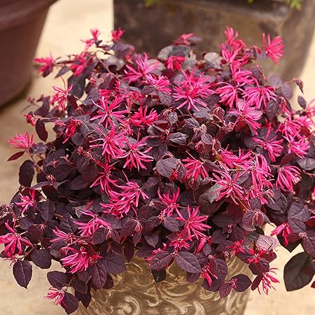 Aiden Gardens Chinese Fringe Plant Loropetalum Red - 1 Healthy Live Plant