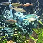 hikari usa tropical fancy guppy