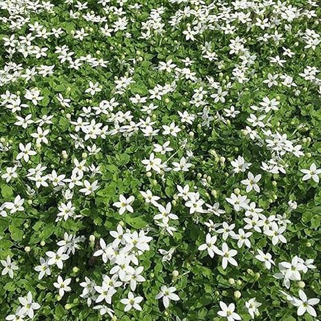 Amazon Co Jp 多年草 プラティア ホワイト 白花エクボソウ 2株セット グランドカバー ロックガーデン ホーム キッチン
