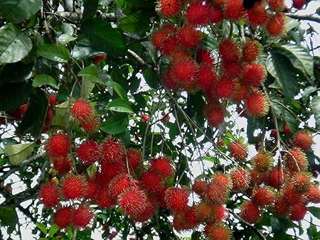 M-Tech Gardens Rare Red Rambutan Hybrid Exotic Fruit Seedling Live Plant