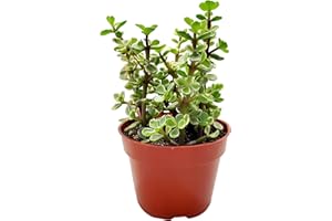 FAT PLANTS SAN DIEGO FATPLANTS Succulent Plant(s) Fully Rooted in 4 inch Planter Pots with Soil - Real Live Potted Succulents/Unique Indoor Cactus Decor (1, Variegated portulacaria afra)