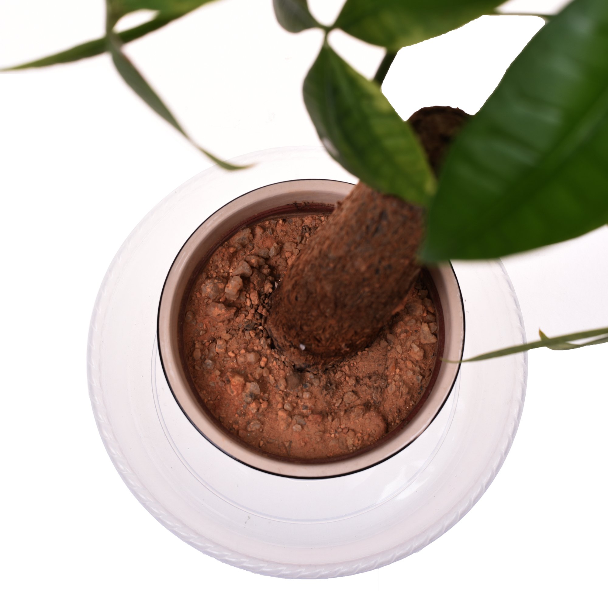 COSMOS 6 Pcs Clear Plastic Plant Pot Saucers for Flowers and Household