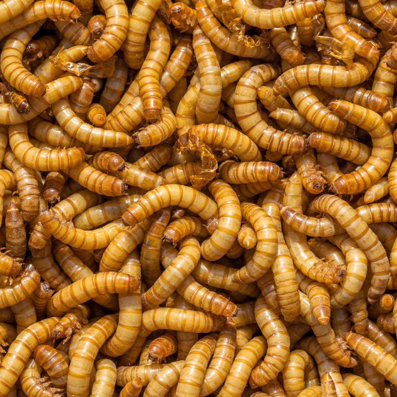 DBDPet Organically Grown Bulk Premium 1,500ct Live Mealworms Great