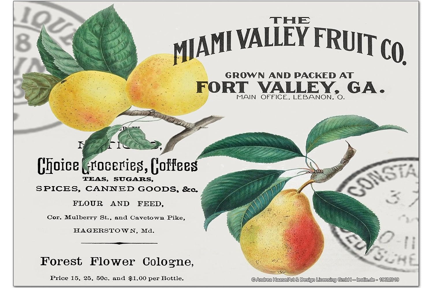 Iman Nevera Diversión Nostálgica Frutas Miami: Amazon.es: Hogar