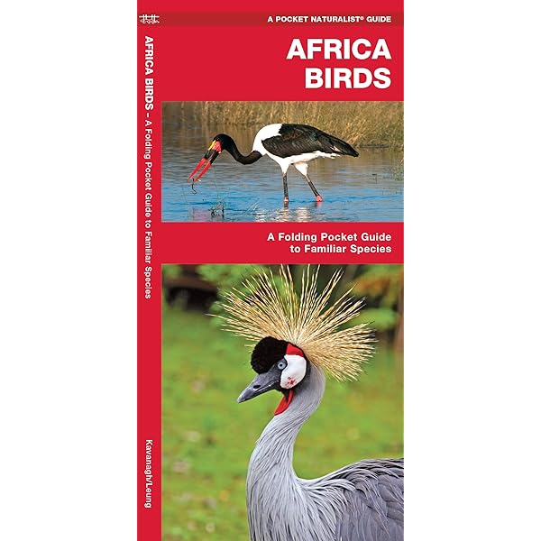 アート・デザイン・音楽 BIRDS and their World John Andrews Birds and their world: Andrews, John: 9780600348832: Amazon.com: Books