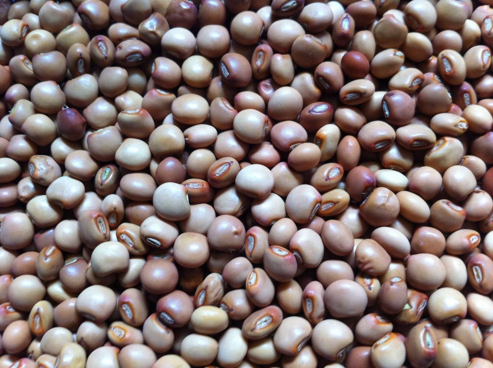 100 Pigeon Pea, Known As /Gandules/Jamaican Gungo/Congo Peas- Heirloom Seeds