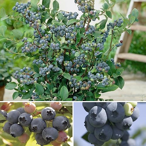 Blueberry Bluegold fruit bush reliable and heavy cropping mid season