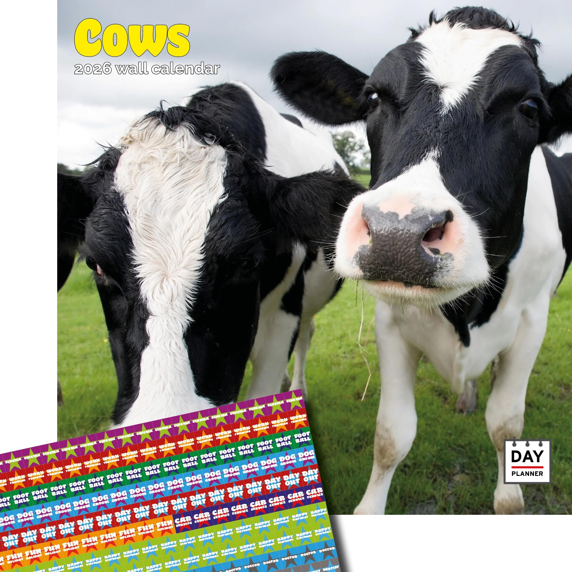 Dayplanner Publishing Cows Calendar 2026, Large Square Wall Calendar With Organisational Stickers, 16 Month, Cows Gift Animal Calendar