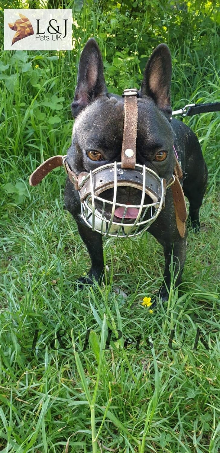 muzzles for frenchies