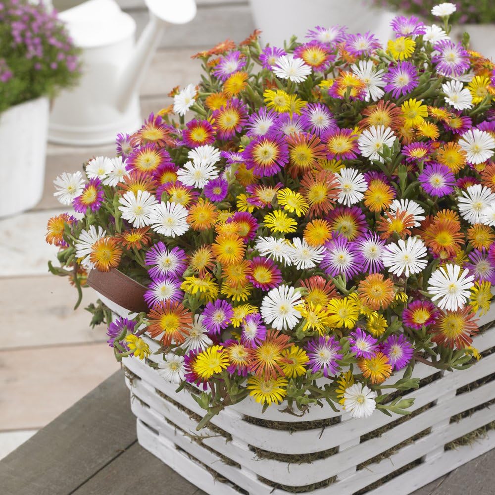 Hardy Ice Plant (Delosperma) 6 Plants in 9cm pots Amazon