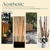 BPIL Bamboo Plant Canes 2ft-10ft Heavy Duty Garden Stake 14-16mm view 6