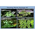 Amazon.com: G & Z Aquarium Floating Plants Package #2, 12 Amazon ...