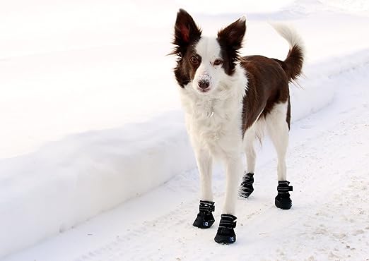 ce dog boots