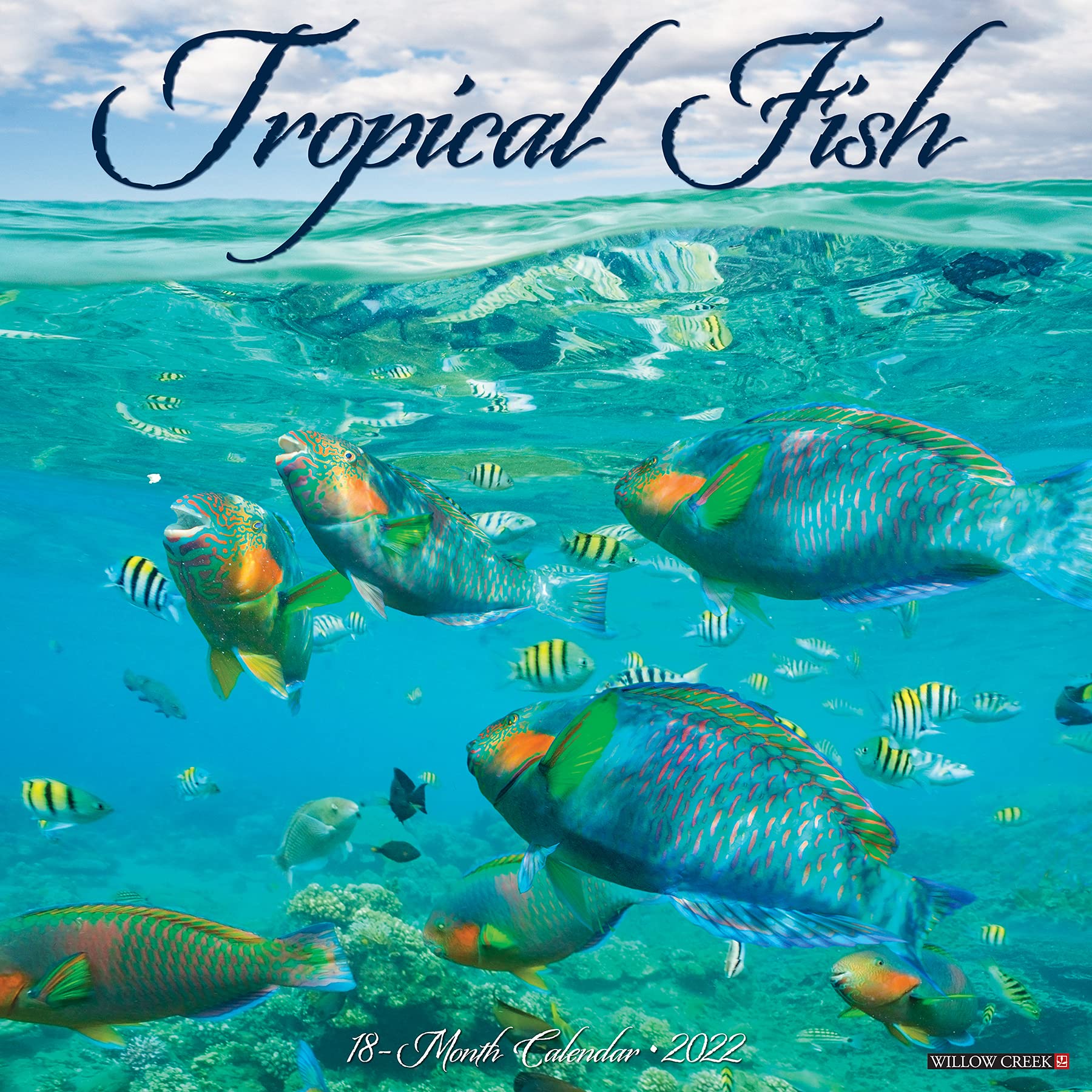 Fish Calendar 2022 Tropical Fish 2022 Wall Calendar: Amazon.co.uk: Willow Creek:  9781549219849: Books